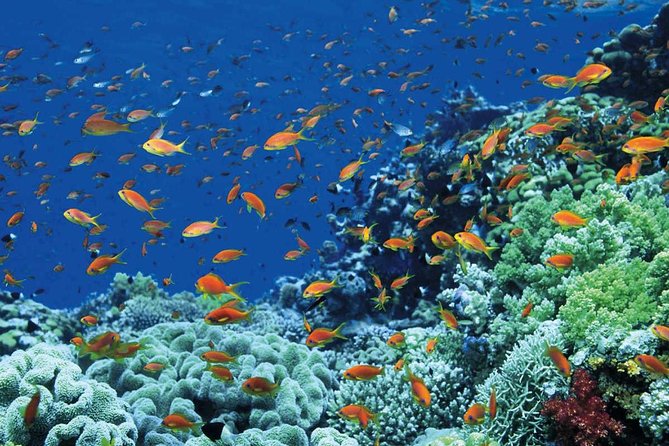 12 Day Exquisite Egypt - Cairo & Nile Cruise & Red Sea Flights & Hotels Included - Hurghada changes the rhythm