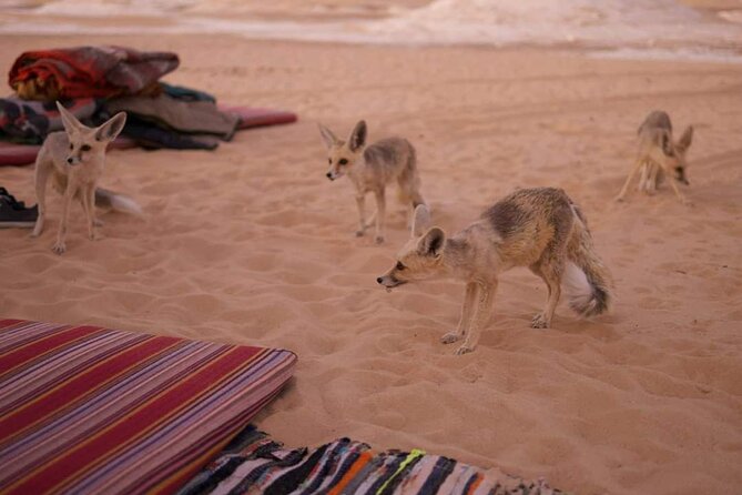 2 Days 1 Night to White and Black Desert from Cairo or Giza - Leaving Cairo at 6 am for Bahariya Oasis