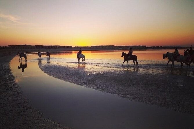 2 hours Horse Riding on The Sea and Desert- Hurghada - Horse care, safety, and the concern you should not ignore