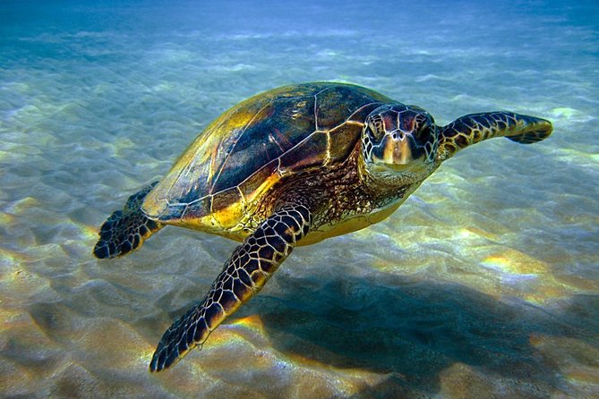 Abu Dabbab over day - Snorkeling in Turtles House - Hurghada - Key points to know before booking