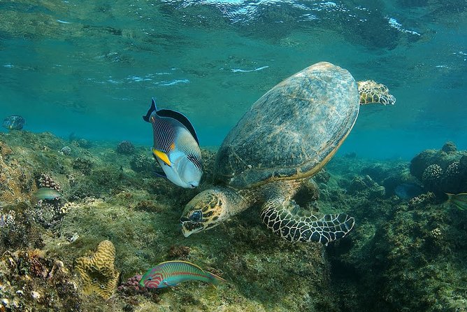 Abu Dabbab over day - Snorkeling in Turtles House - Hurghada - Reaching Abu Dabbab’s white-sand bay