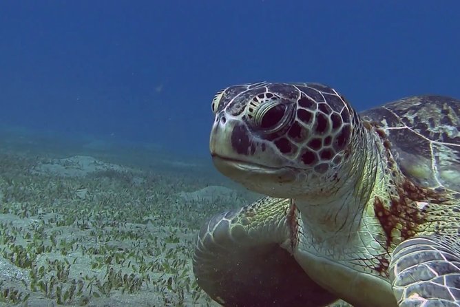 Abu Dabbab over day - Snorkeling in Turtles House - Hurghada - The dugong question: keep expectations in check