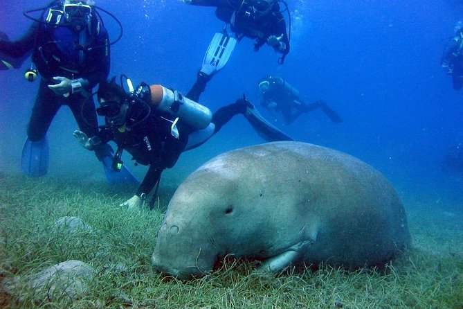 Abu Dabbab over day - Snorkeling in Turtles House - Hurghada - Lunch on the beach and time to slow down