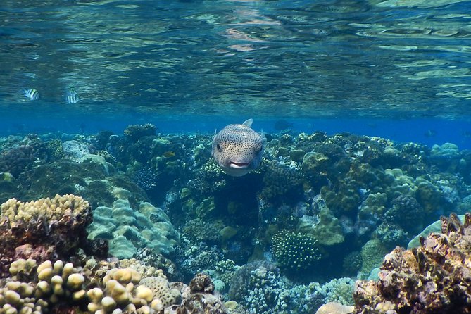 Abu Dabbab over day - Snorkeling in Turtles House - Hurghada - What the $83 price really covers