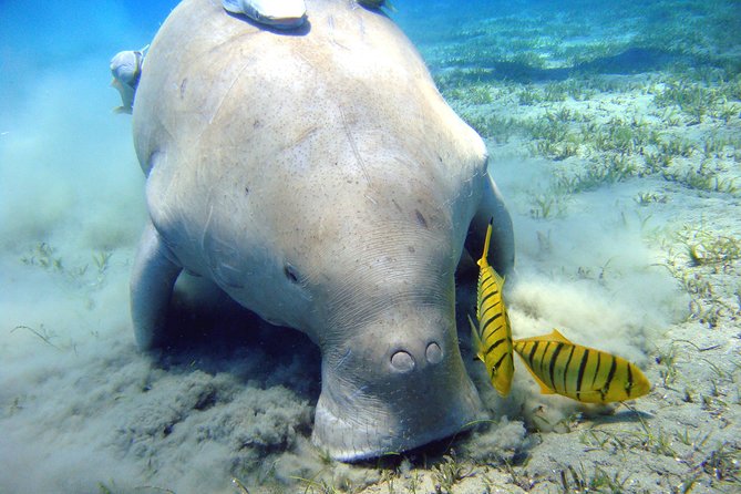 Abu Dabbab over day - Snorkeling in Turtles House - Hurghada - Who will enjoy this Abu Dabbab day