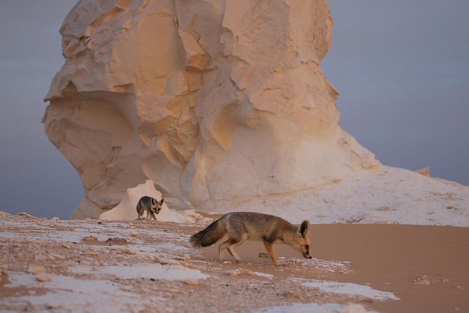 Black and White Desert and Bahariya Oasis Tour 2 Days 1 Night - The drive to Bahariya Oasis and the first lunch