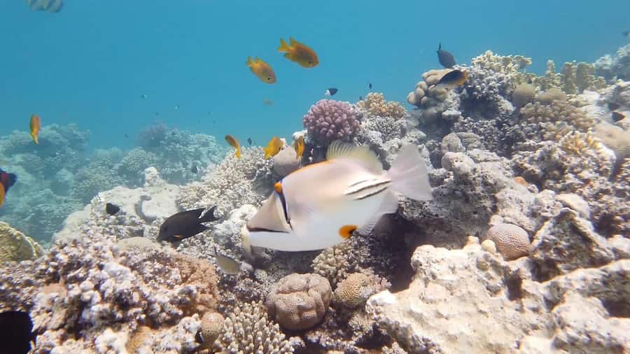 Cairo: Ain Sokhna Snorkeling cruise & optional transfer - Should you book this Ain Sokhna snorkeling cruise?