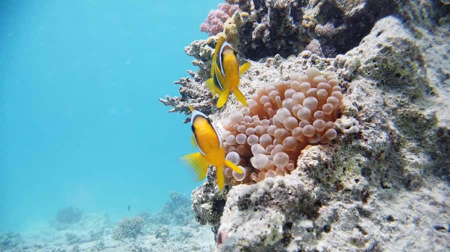 Cairo: Ain Sokhna Snorkeling cruise & optional transfer - A buffet lunch on the return stretch