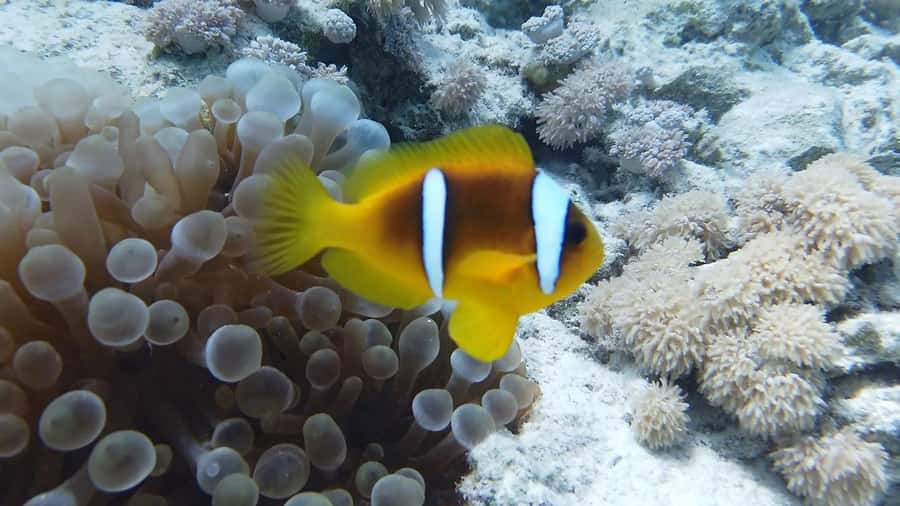 Cairo: Ain Sokhna Snorkeling cruise & optional transfer - Who will enjoy this Red Sea outing?
