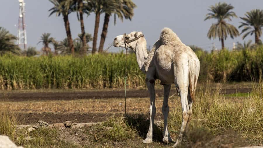 Cairo: Fayoum, Wadi El Rayan, and Wadi al Hitan 4x4 Tour - Lunch near Tunis Village