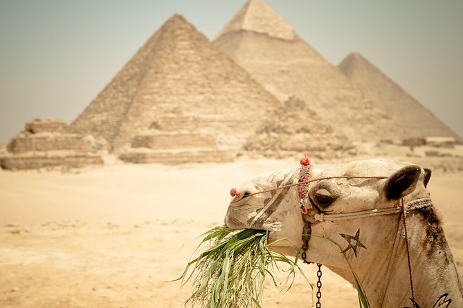 Camel Ride around the Pyramids During Sunrise Or Sunset - Meeting the camels and getting in the saddle