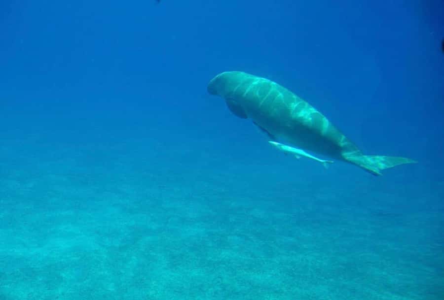 Dahab: luxury Snorkeling cruise with buffet lunch - Is $40 a fair price for this cruise?