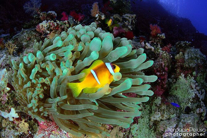 Discover Scuba Diving Sharm El Sheikh - What the Red Sea looks like below the surface