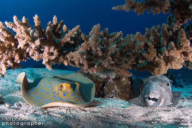 Discover Scuba Diving Sharm El Sheikh - Lunch and the long middle of the day