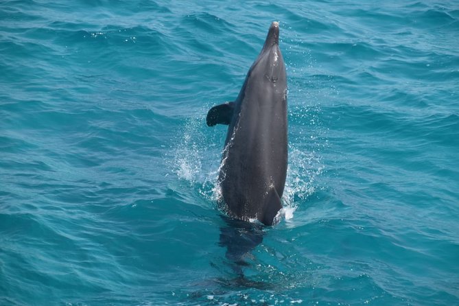 Dolphin House and Banana Boat Fun from Hurghada - Lunch, fruit, and drinks on board