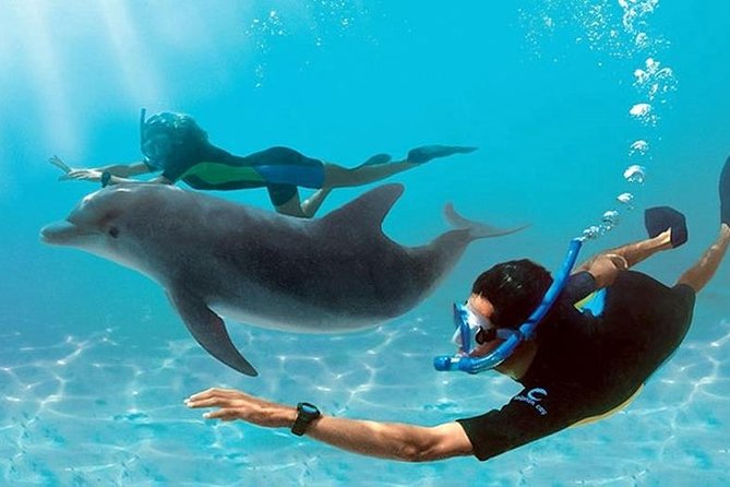 Dolphin House By Private Speed Boat & Drinks & Transfer-Hurghada - Key points before you book
