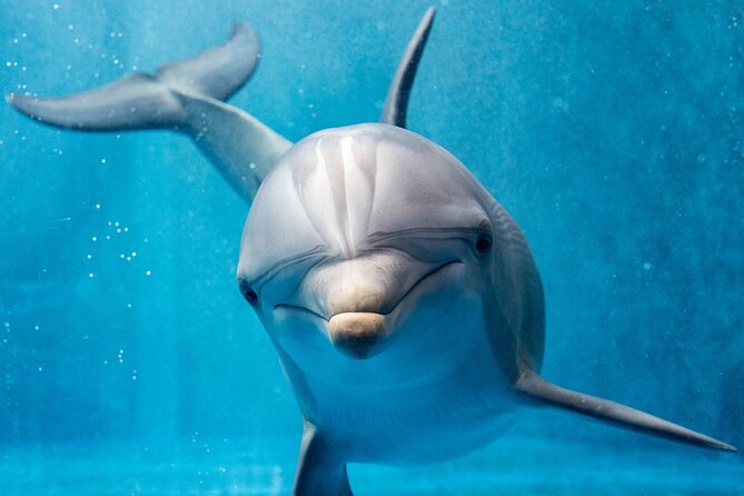 Dolphin House By Private Speed Boat & Drinks & Transfer-Hurghada - Reaching Dolphin House from Hurghada