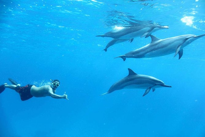 Dolphin House By Private Speed Boat & Drinks & Transfer-Hurghada - What the private boat changes
