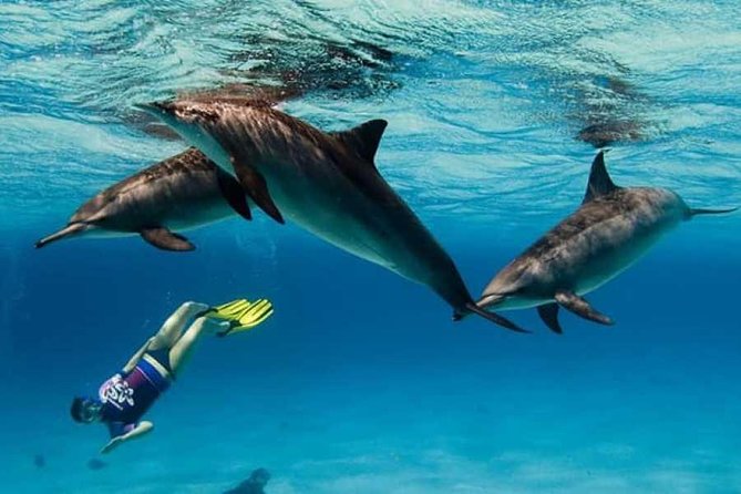 Dolphin House By Private Speed Boat & Drinks & Transfer-Hurghada - Drinks, equipment, and possible extras