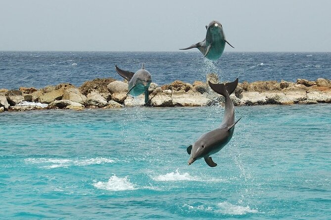 Dolphin House By Private Speed Boat & Drinks & Transfer-Hurghada - Timing and the four-hour format