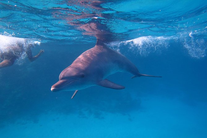 Dolphin House Royal Sea Trip Water Sports W/Transfer - HURGHADA - The morning pickup and boat departure