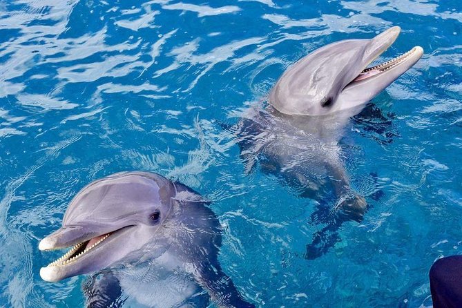 Dolphin House Royal Sea Trip Water Sports W/Transfer - HURGHADA - Reef snorkeling in the Red Sea