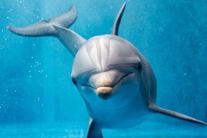 Dolphin House Royal Sea Trip Water Sports W/Transfer - HURGHADA - Lunch, drinks, and the boat experience