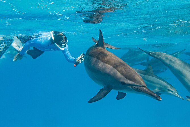 Dolphin House Samadai Reef Boat Snorkeling Trip from Marsa Alam - Leaving Marsa Alam early for Samadai Reef