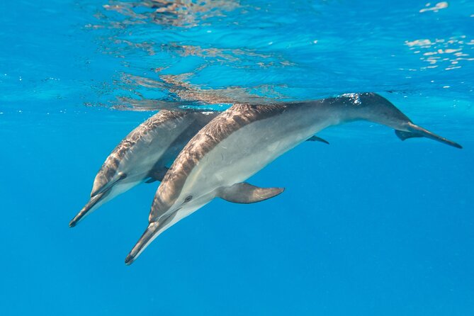 Dolphin House Samadai Reef Boat Snorkeling Trip from Marsa Alam - What makes Dolphin House special
