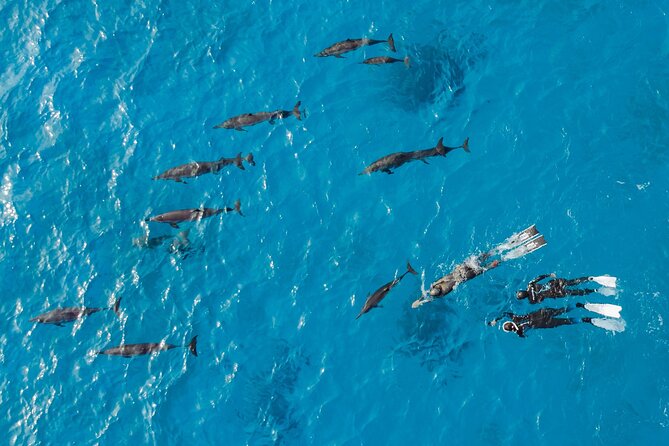 Dolphin House Samadai Reef Boat Snorkeling Trip from Marsa Alam - What the strongest praise tells you