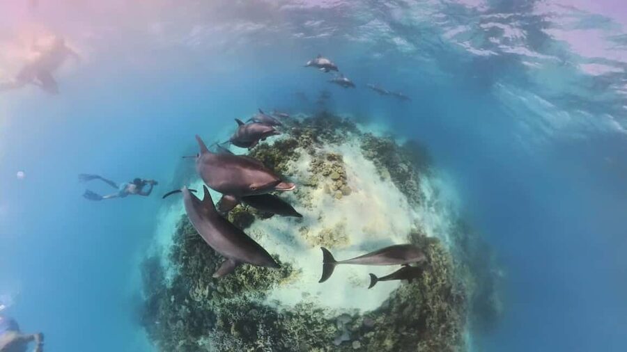 Dolphin Tour with Red Sea Fun. The Best in Hurghada - Looking for dolphins in open Red Sea water