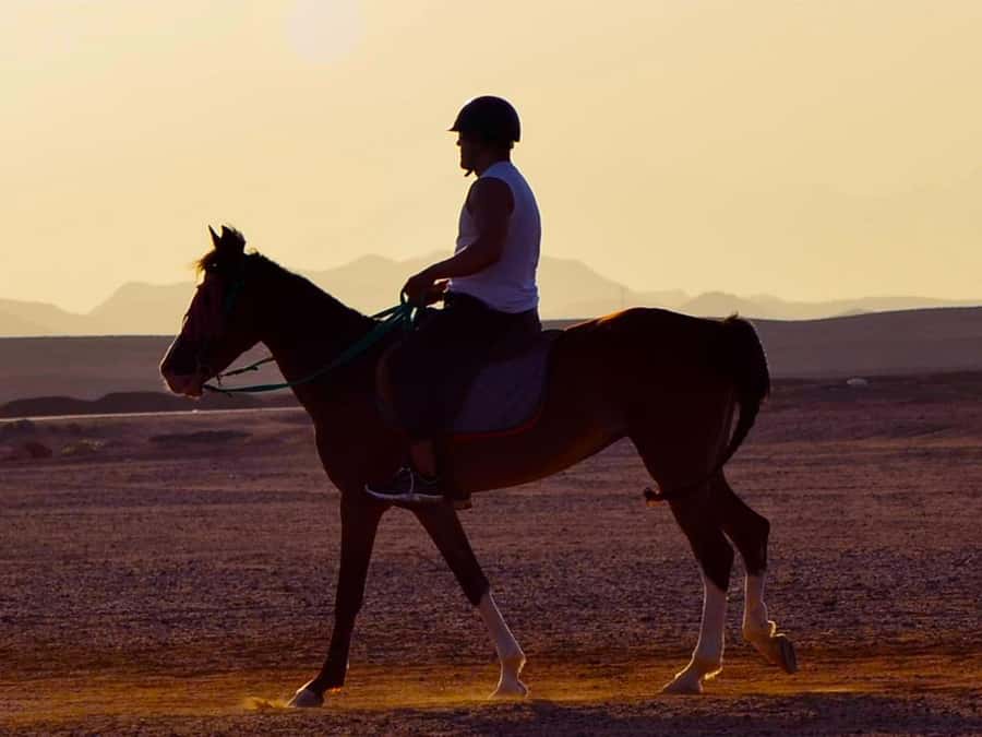 El Gouna: Desert & Sea Horse Riding With Swimming Optional - What the $26 price really gets you