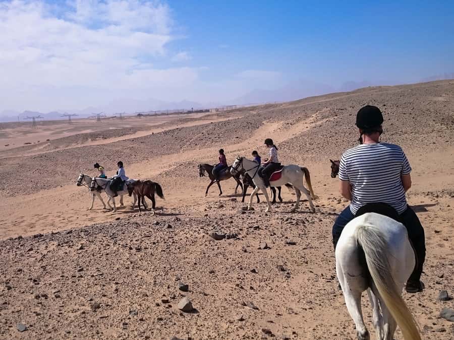 El Gouna: Desert & Sea Horse Riding With Swimming Optional - Two hours across desert and sea