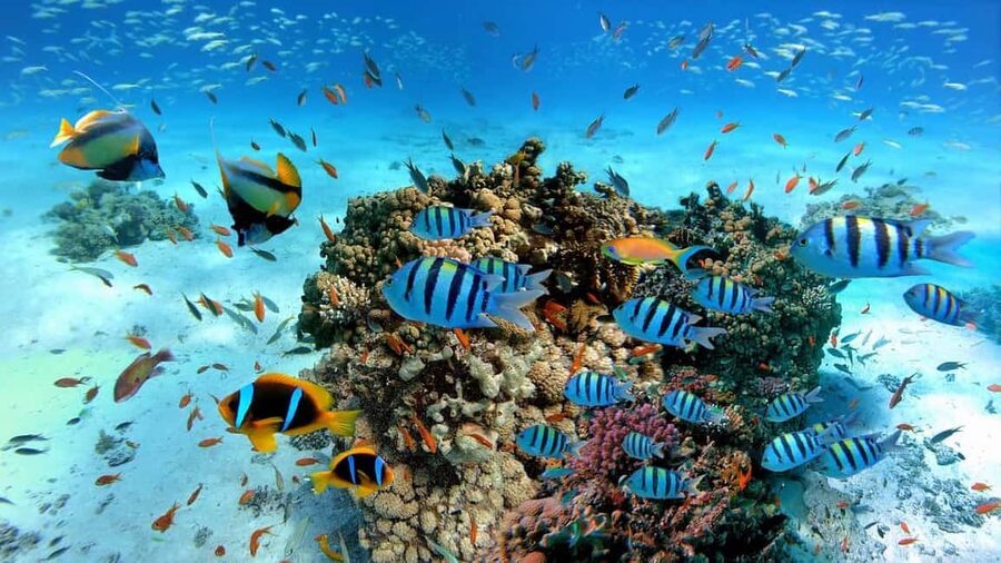El Gouna Lagoon, Diving with Dolphin, Snorkeling & Lunch - Lunch, snacks, and drinks aboard the boat