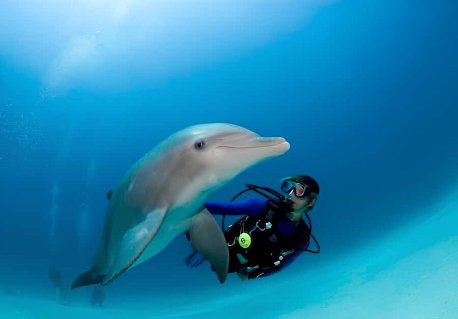 El Gouna Lagoon, Diving with Dolphin, Snorkeling & Lunch - Practical tips for a better day