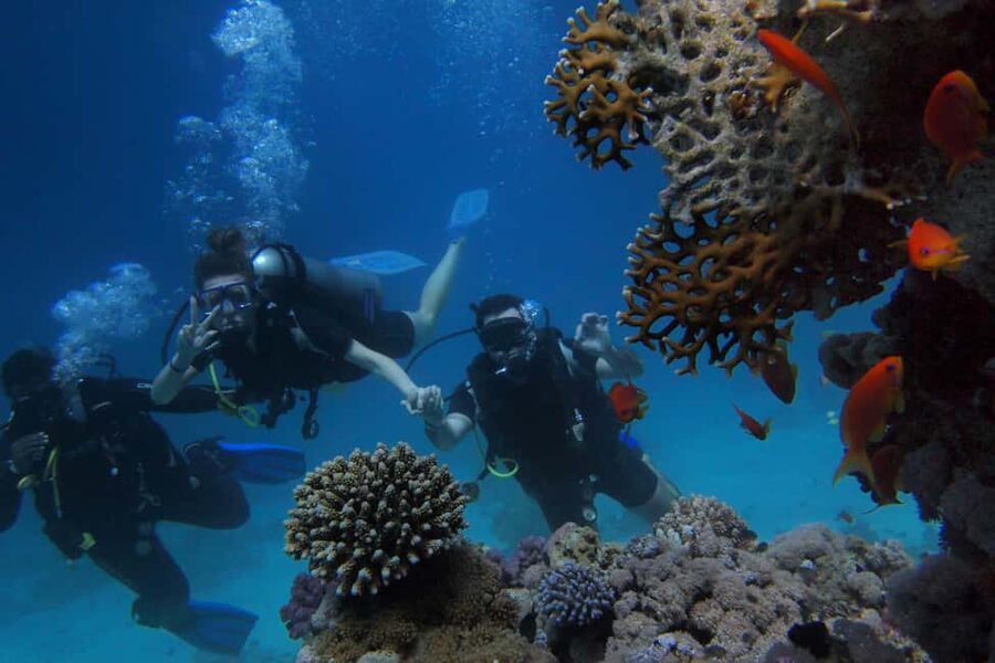 El Gouna Lagoon, Diving with Dolphin, Snorkeling & Lunch - Your first underwater session