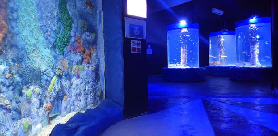 Entry Ticket: Grand Aquarium Hurgada - Feeding turtles, pelicans, and tortoises