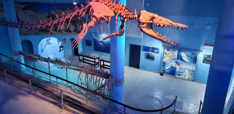 Entry Ticket: Grand Aquarium Hurgada - The shark presentation brings the tanks to life