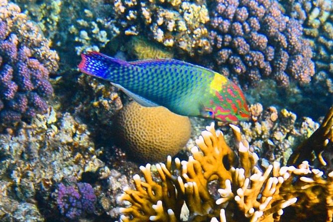 Excursion to the White Island & Ras Mohammed National Park from Sharm El Sheikh - Reaching Ras Mohammed from Sharm el Sheikh