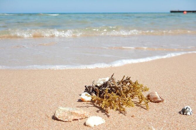 Excursion to the White Island & Ras Mohammed National Park from Sharm El Sheikh - Who will get the most from this excursion