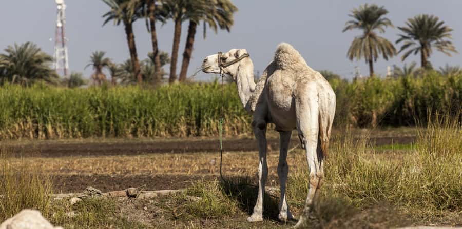 From Cairo: Fayoum Oasis and Wadi Al Rayan Guided Tour - Is $161 good value for this private day?