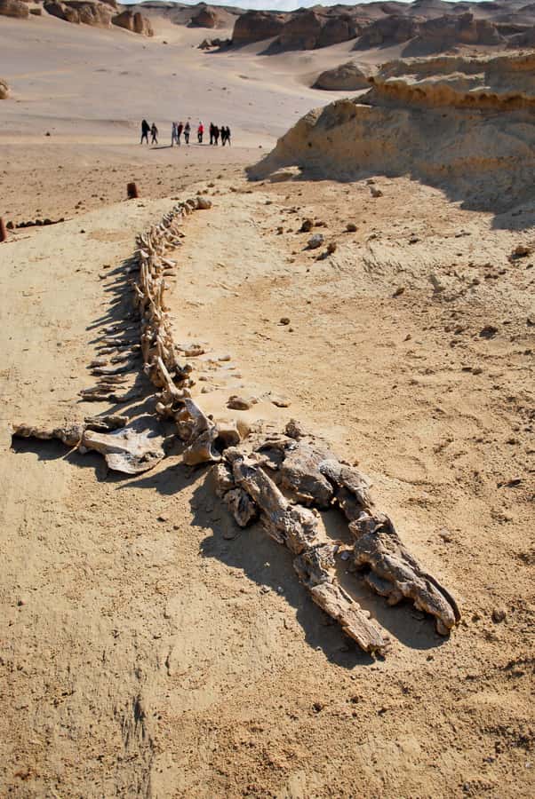 From Cairo: Full-Day Tour to El Fayoum - Guides, drivers, and the feel of the day