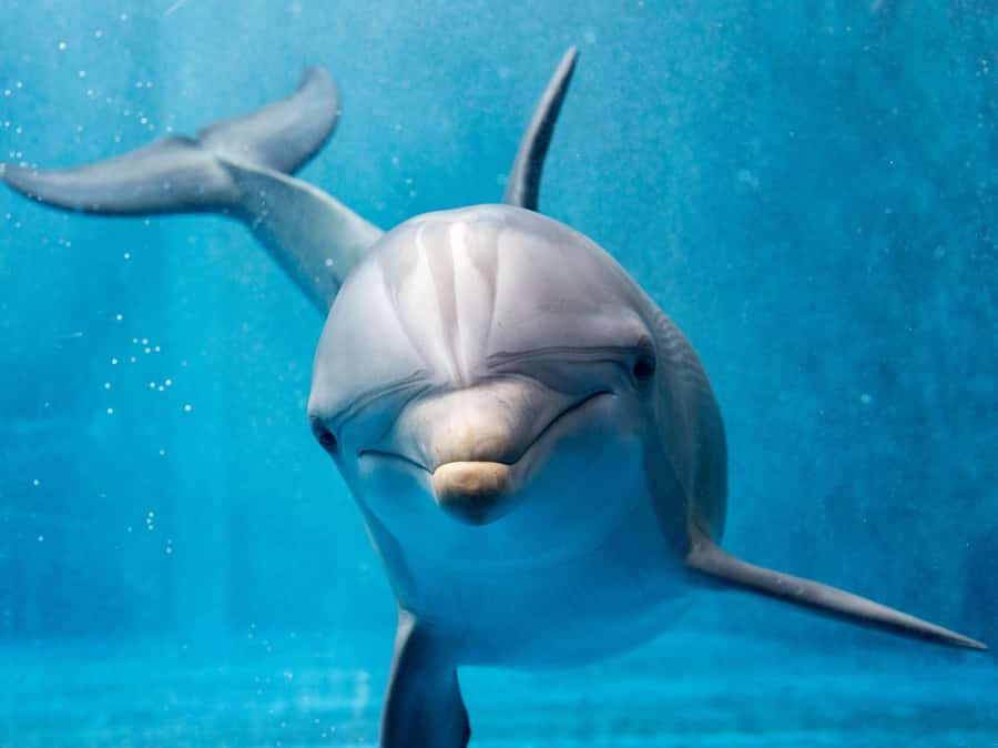 From Hurghada: Paradise Island Speedboat Tour with Dolphins - Key points at a glance