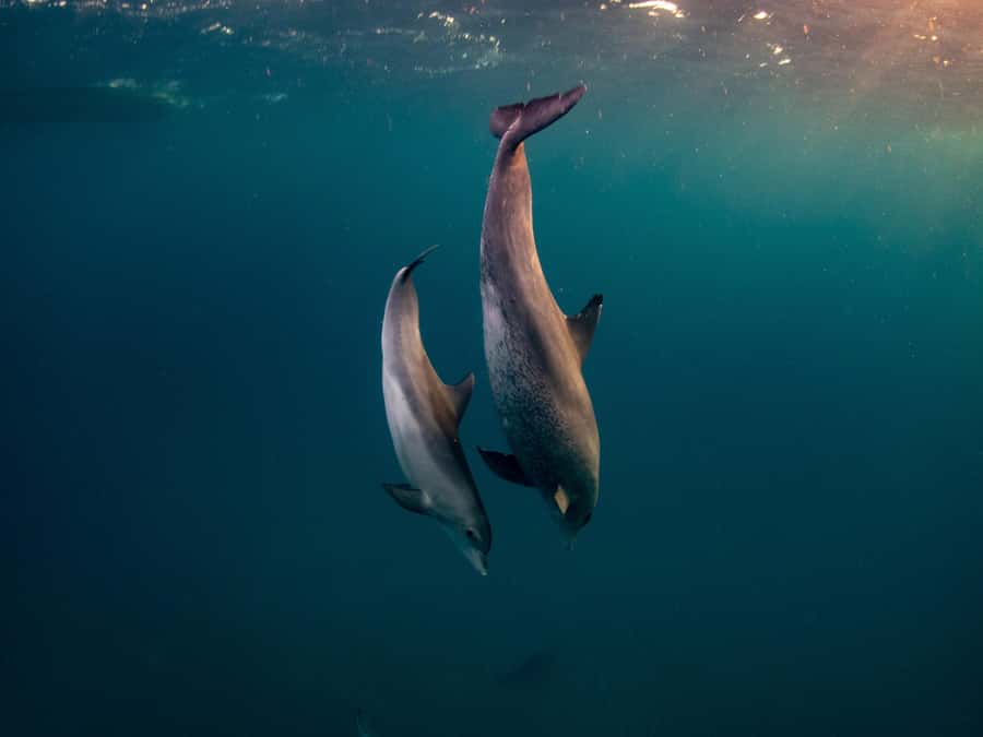 From Hurghada: Paradise Island Speedboat Tour with Dolphins - A Red Sea day built around the boat ride