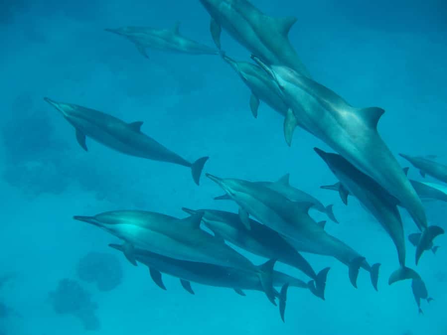 From Hurghada: Paradise Island Speedboat Tour with Dolphins - Speedboat cruising across the Red Sea