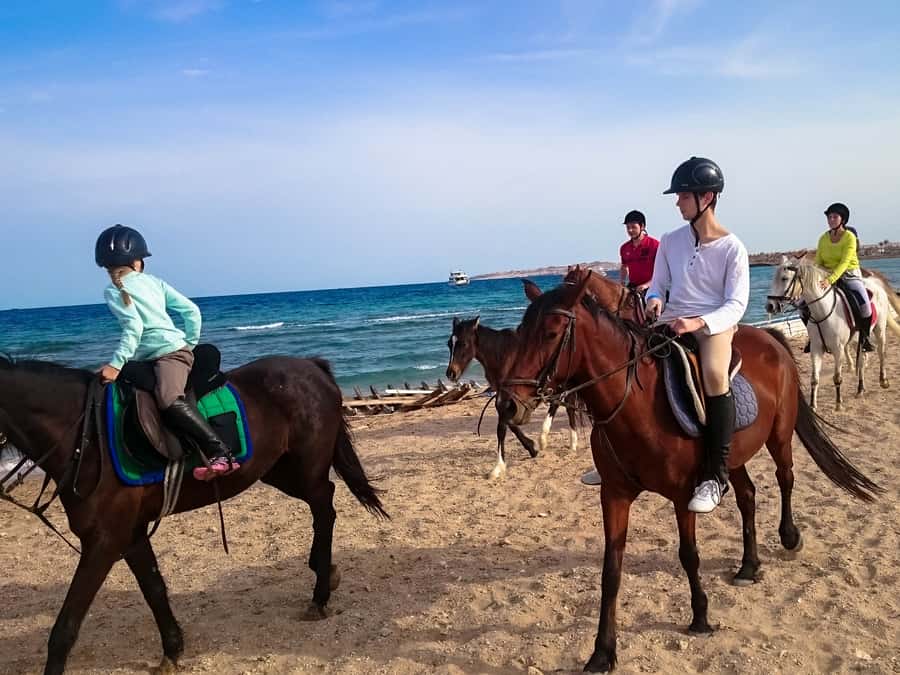From Hurghada: Red Sea Sunrise and Desert Horseback Riding - The VIP four-hour swim stop