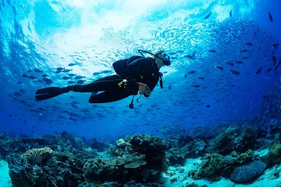 From Sharm: Luxury Diving cruise to Ras Mohammed with Lunch - Why Ras Mohammed makes this six-hour trip worthwhile