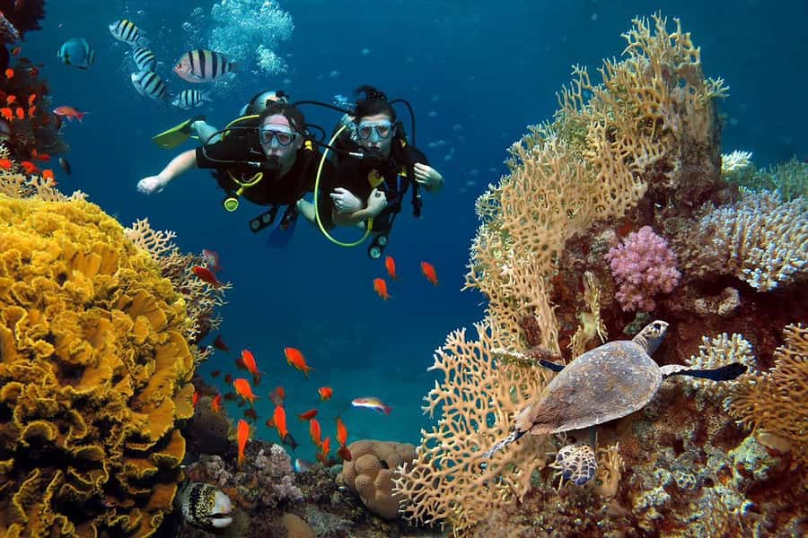 From Sharm: Luxury Diving cruise to Ras Mohammed with Lunch - What the $54 price really includes