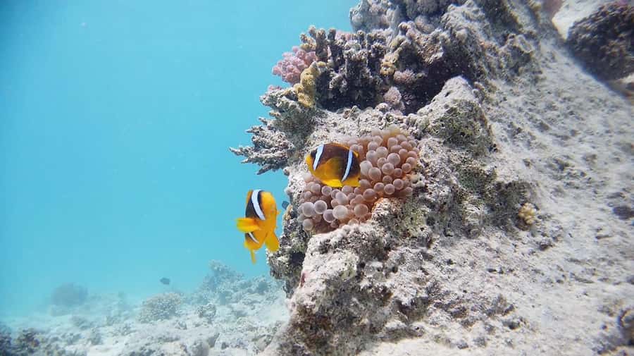 From Sharm: Luxury Diving cruise to Ras Mohammed with Lunch - Timing, comfort, and what to pack