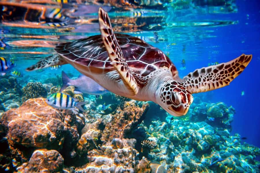 From Sharm: Ras Mohammed snorkeling cruise & optional diving - Two water stops, not one rushed swim